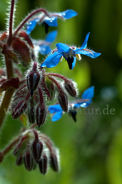 Garten-Borretsch (Borago officinalis)