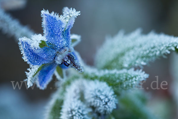 Garten-Borretsch (Borago officinalis)