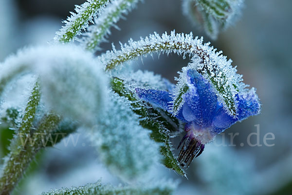 Garten-Borretsch (Borago officinalis)