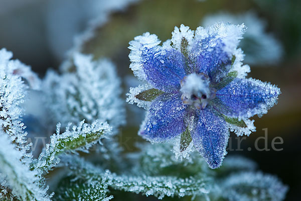 Garten-Borretsch (Borago officinalis)