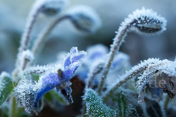 Garten-Borretsch (Borago officinalis)