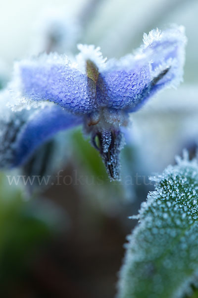 Garten-Borretsch (Borago officinalis)