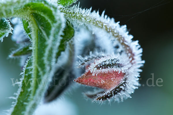 Garten-Borretsch (Borago officinalis)