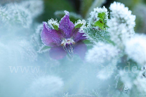 Garten-Borretsch (Borago officinalis)