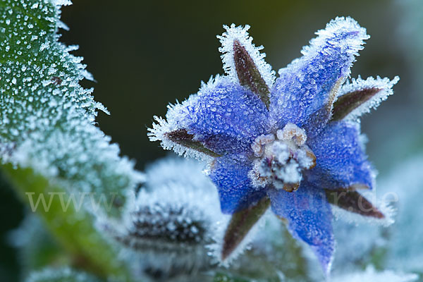 Garten-Borretsch (Borago officinalis)