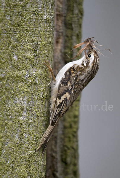 Gartenbaumläufer (Certhia brachydactyla)