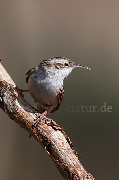 Gartenbaumläufer (Certhia brachydactyla)