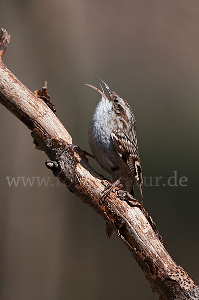 Gartenbaumläufer (Certhia brachydactyla)