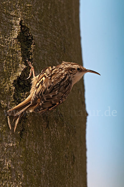 Gartenbaumläufer (Certhia brachydactyla)