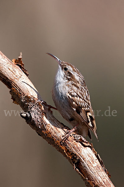 Gartenbaumläufer (Certhia brachydactyla)