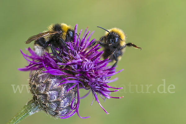 Gartenhummel (Bombus hortorum)