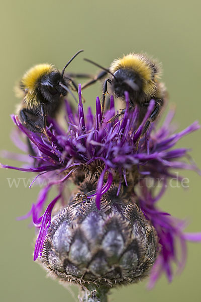 Gartenhummel (Bombus hortorum)