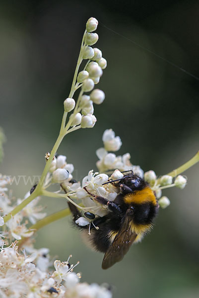 Gartenhummel (Bombus hortorum)