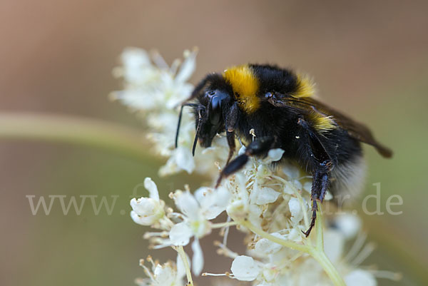 Gartenhummel (Bombus hortorum)