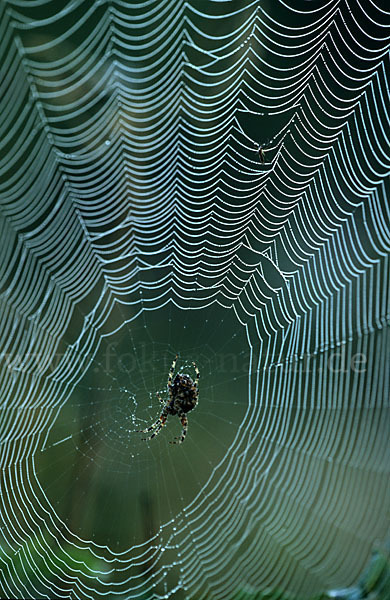 Gartenkreuzspinne (Araneus diadematus)