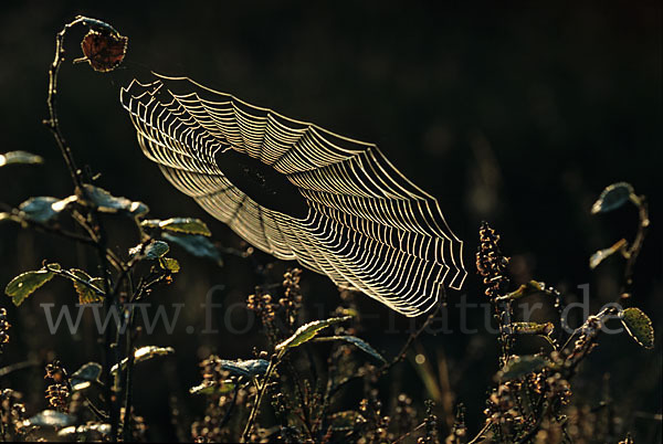 Gartenkreuzspinne (Araneus diadematus)