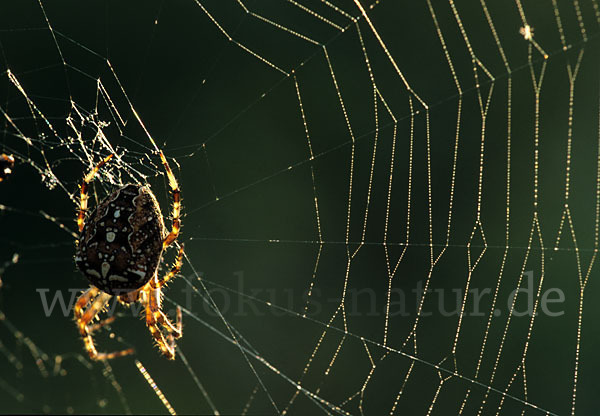 Gartenkreuzspinne (Araneus diadematus)