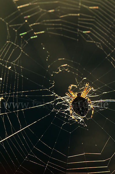 Gartenkreuzspinne (Araneus diadematus)