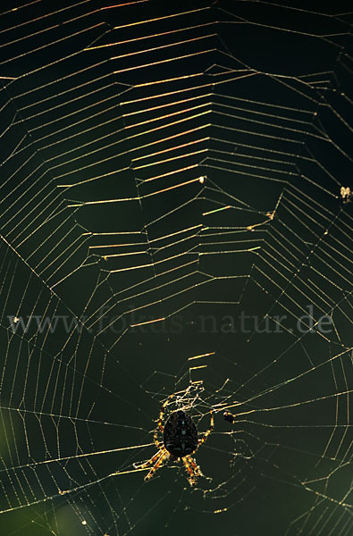 Gartenkreuzspinne (Araneus diadematus)