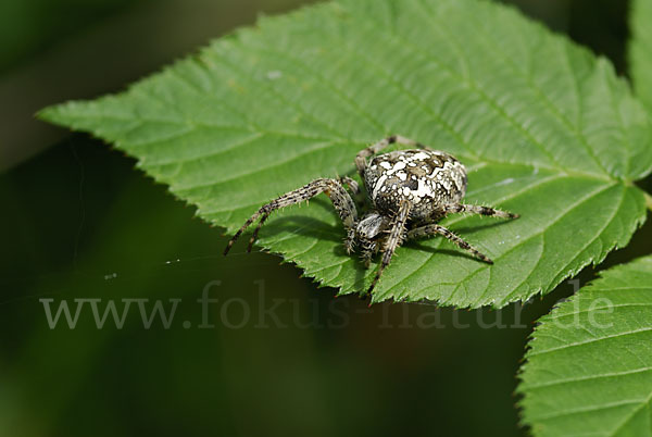 Gartenkreuzspinne (Araneus diadematus)