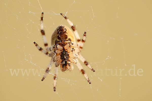 Gartenkreuzspinne (Araneus diadematus)