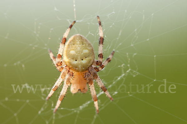 Gartenkreuzspinne (Araneus diadematus)