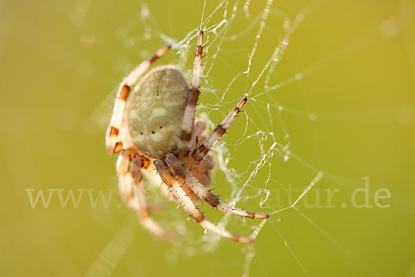 Gartenkreuzspinne (Araneus diadematus)