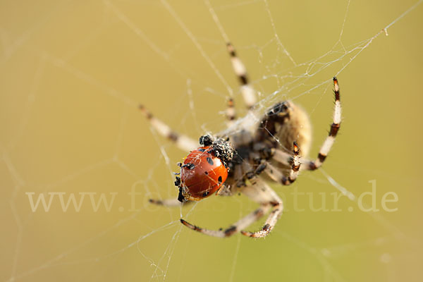 Gartenkreuzspinne (Araneus diadematus)