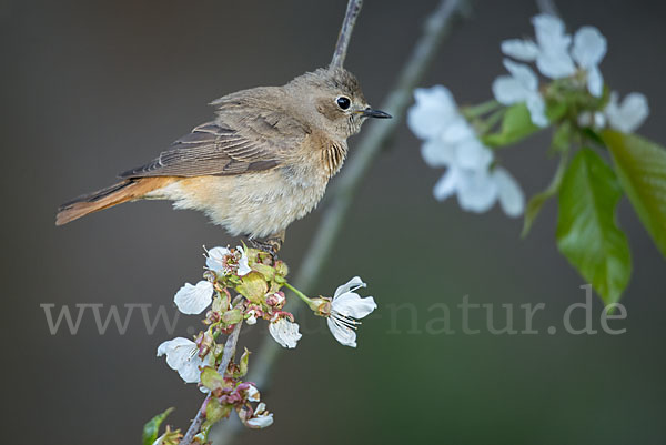 Gartenrotschwanz (Phoenicurus phoenicurus)