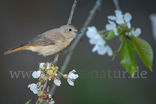 Gartenrotschwanz (Phoenicurus phoenicurus)