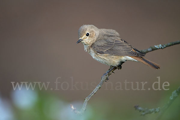 Gartenrotschwanz (Phoenicurus phoenicurus)