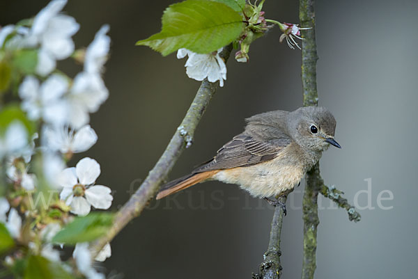 Gartenrotschwanz (Phoenicurus phoenicurus)