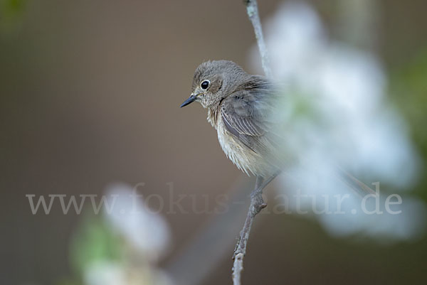 Gartenrotschwanz (Phoenicurus phoenicurus)