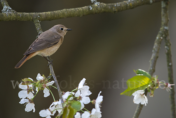 Gartenrotschwanz (Phoenicurus phoenicurus)