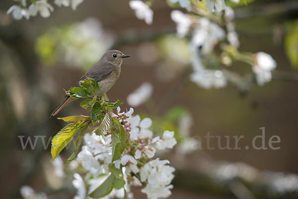 Gartenrotschwanz (Phoenicurus phoenicurus)