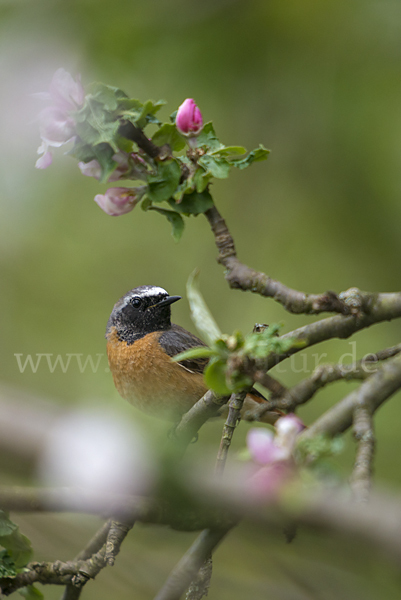 Gartenrotschwanz (Phoenicurus phoenicurus)