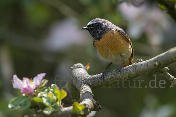 Gartenrotschwanz (Phoenicurus phoenicurus)