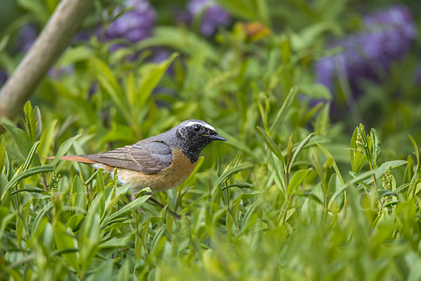 Gartenrotschwanz (Phoenicurus phoenicurus)