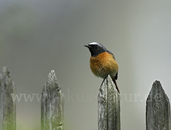 Gartenrotschwanz (Phoenicurus phoenicurus)