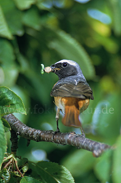 Gartenrotschwanz (Phoenicurus phoenicurus)