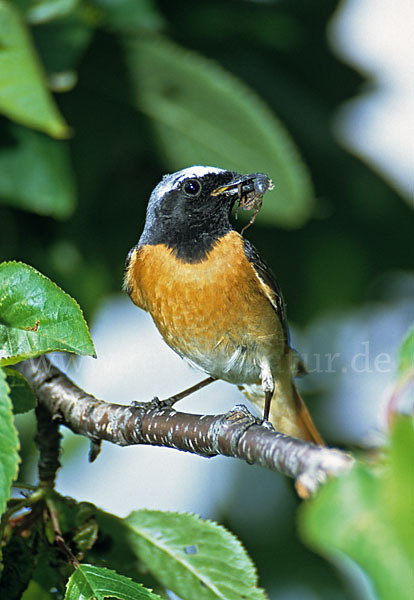 Gartenrotschwanz (Phoenicurus phoenicurus)