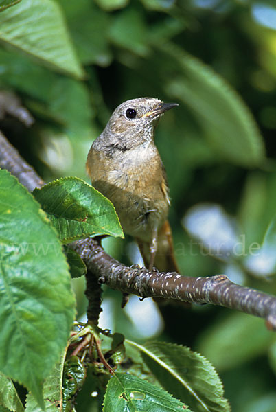 Gartenrotschwanz (Phoenicurus phoenicurus)