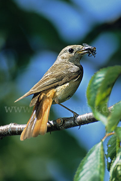 Gartenrotschwanz (Phoenicurus phoenicurus)