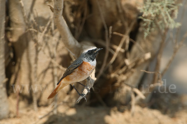 Gartenrotschwanz (Phoenicurus phoenicurus)