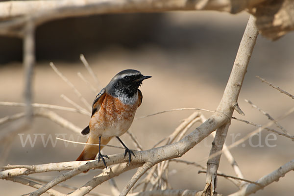 Gartenrotschwanz (Phoenicurus phoenicurus)