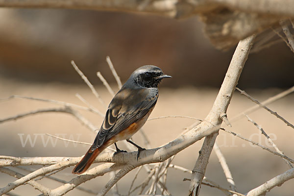 Gartenrotschwanz (Phoenicurus phoenicurus)