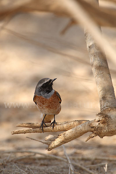 Gartenrotschwanz (Phoenicurus phoenicurus)