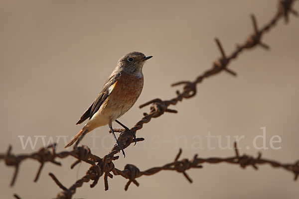 Gartenrotschwanz (Phoenicurus phoenicurus)