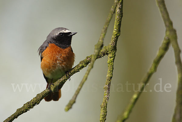 Gartenrotschwanz (Phoenicurus phoenicurus)