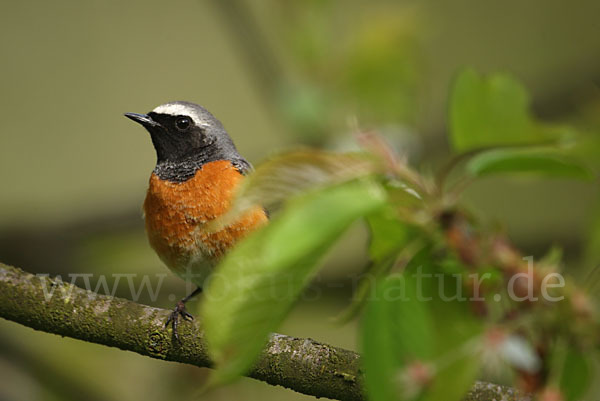 Gartenrotschwanz (Phoenicurus phoenicurus)